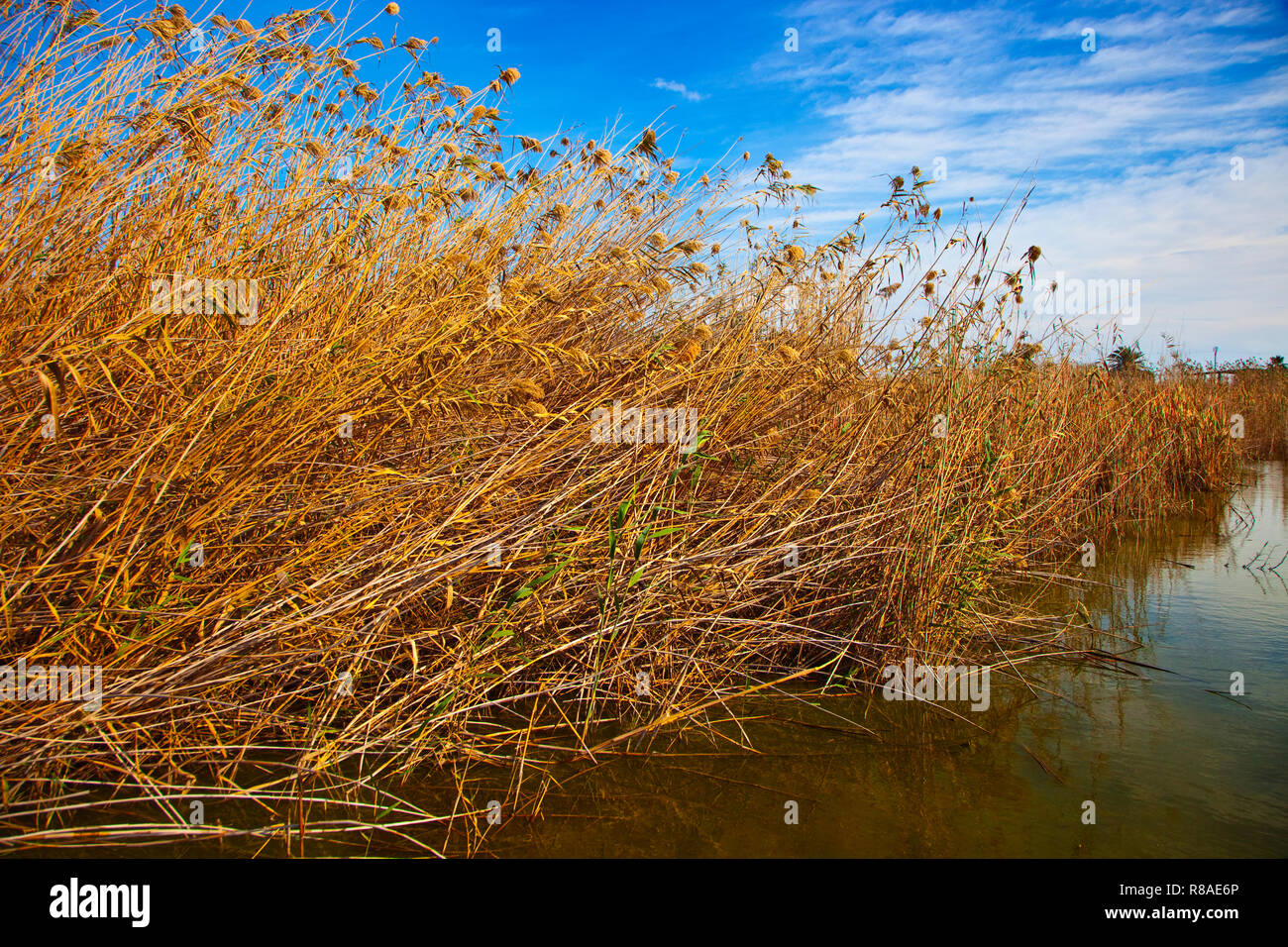 Parc naturel de l'Albufera de Valence. Valence. Communauté de Valence. L'Espagne. Banque D'Images