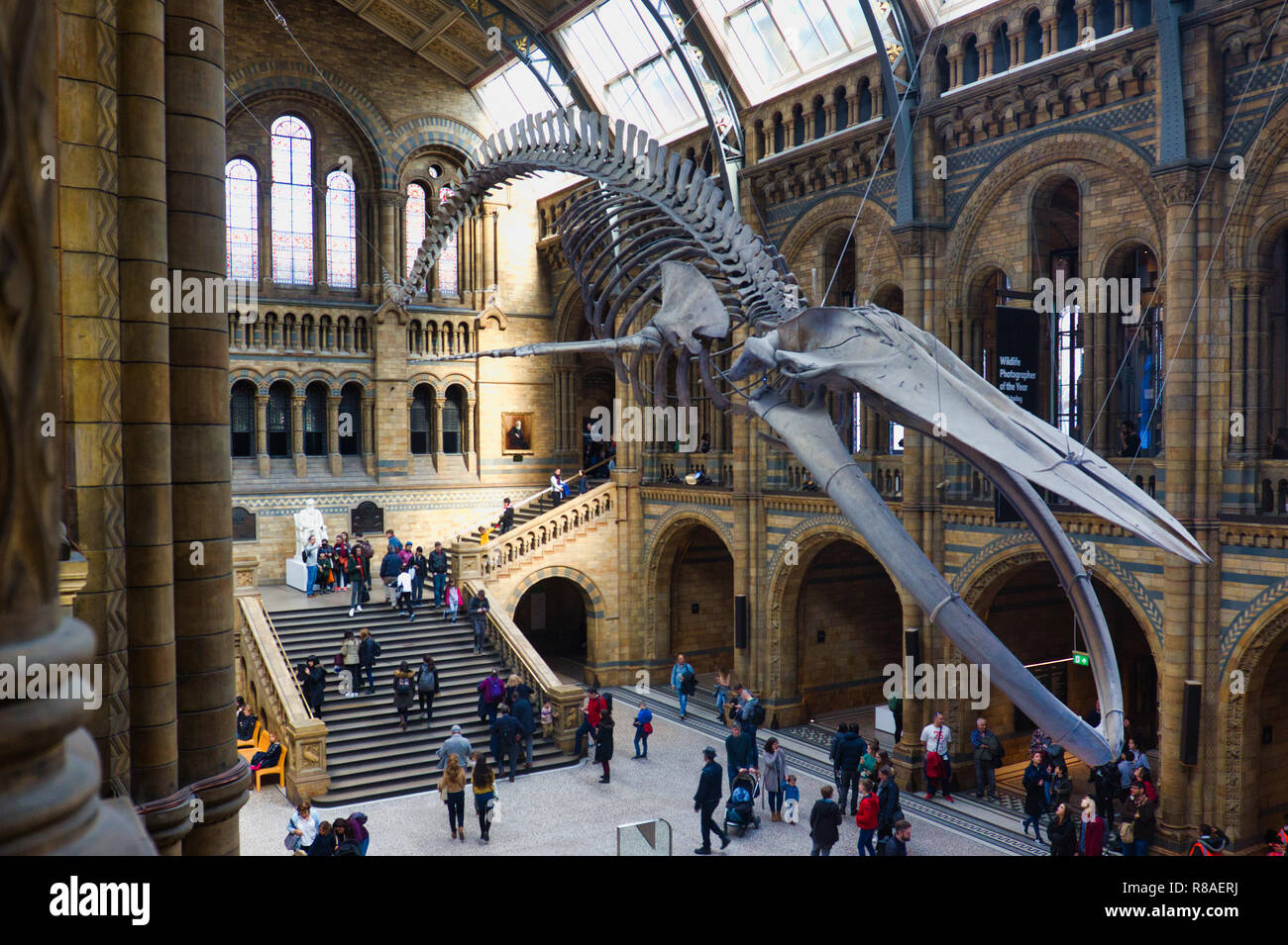 Suspendu squelette de rorqual bleu, Hintze Hall, le Musée d'Histoire Naturelle, Kensington, Londres, Angleterre Banque D'Images