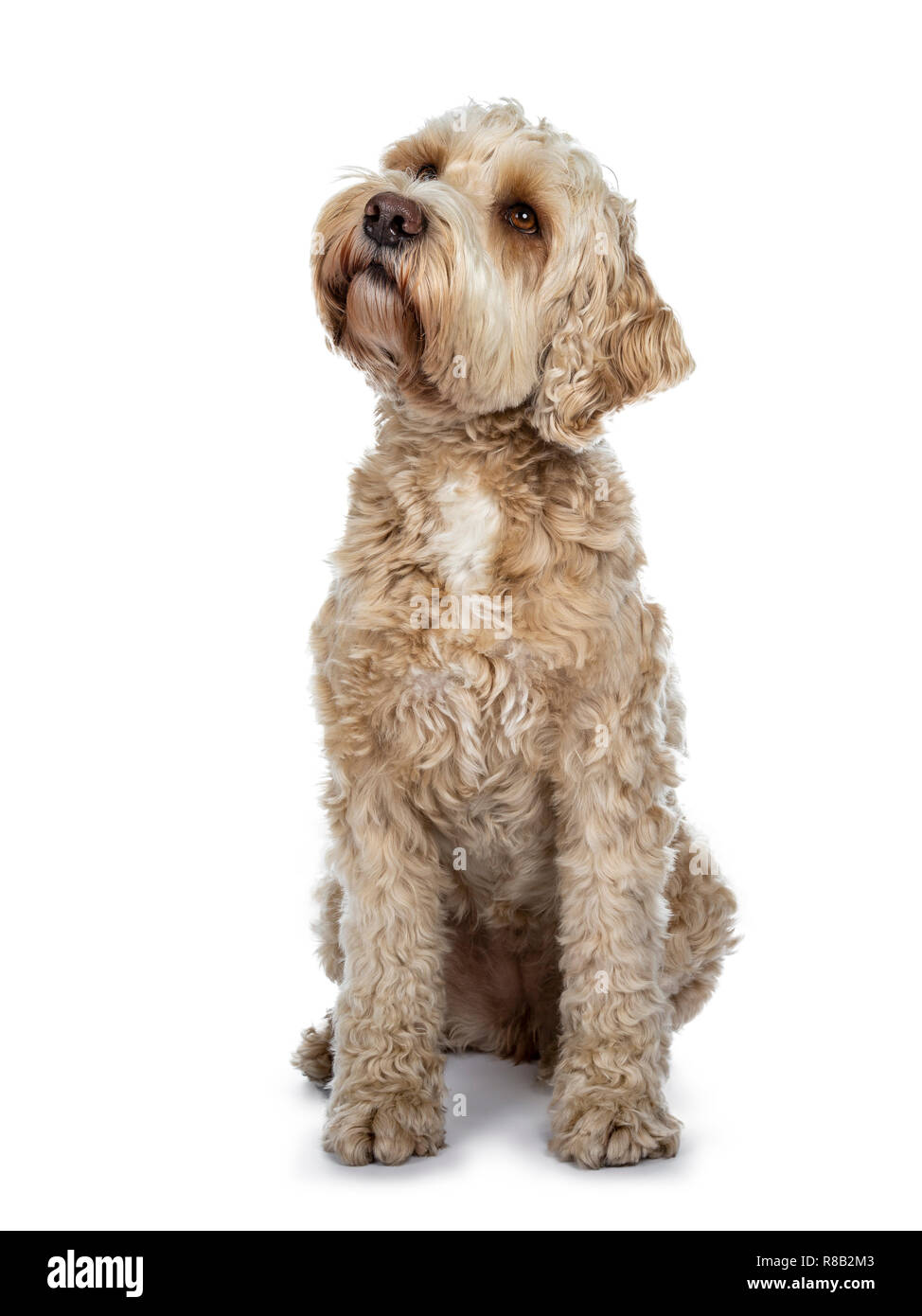 Jeune adulte Golden Labradoodle chien, jusqu'à stitting / attend patiemment avec de doux yeux bruns et bouche fermée. Isolé sur fond blanc. Banque D'Images