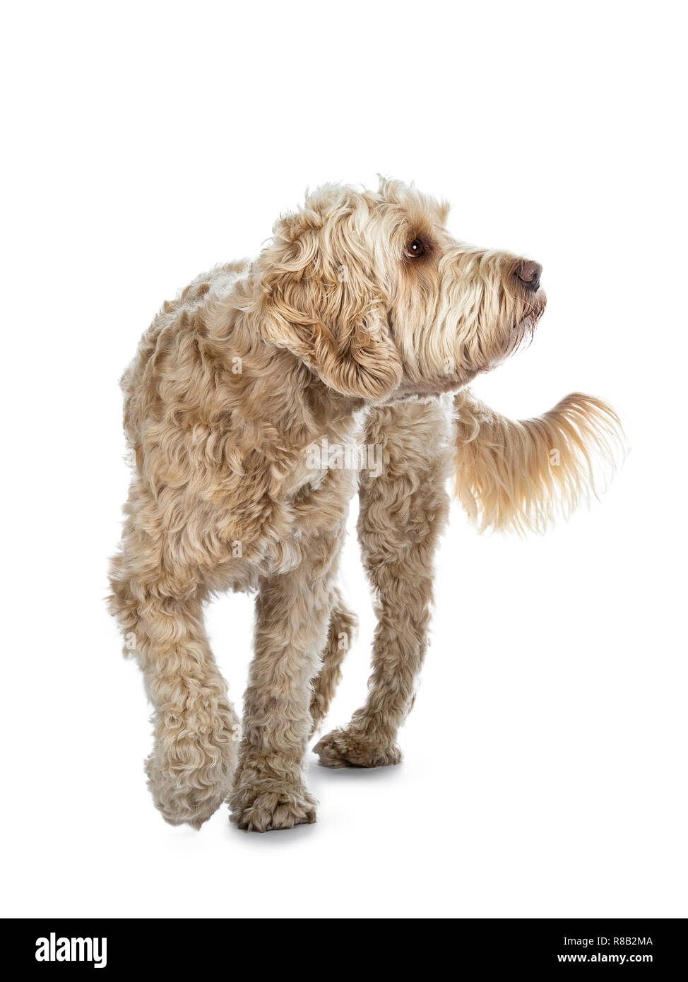 Jeune adulte Golden Labradoodle chien, marcher vers la caméra, une patte en l'air, à côté / profil avec de doux yeux bruns. Isolated on white backg Banque D'Images