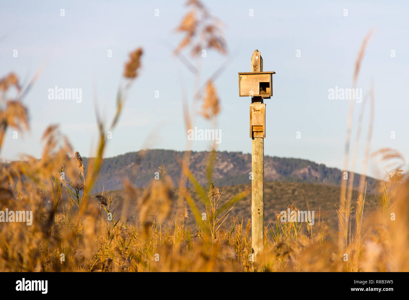 Cabane dans un post, dans le parc naturel de zones humides La Marjal Pego dans et Oliva, Espagne Banque D'Images