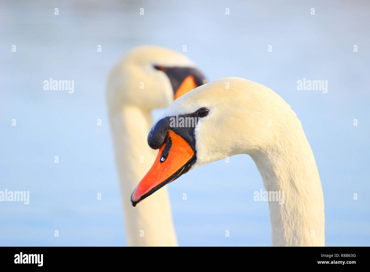 Close up de swan Banque D'Images