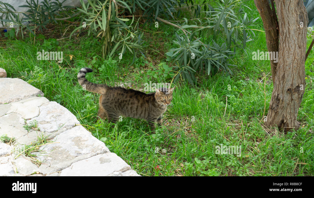 Les chats sont les principaux habitants de l'île d'Hydra. L'clowder of happy felines nous a accueillis à l'arrivée. Les gens les aiment et sont fiers d'eux ! Banque D'Images