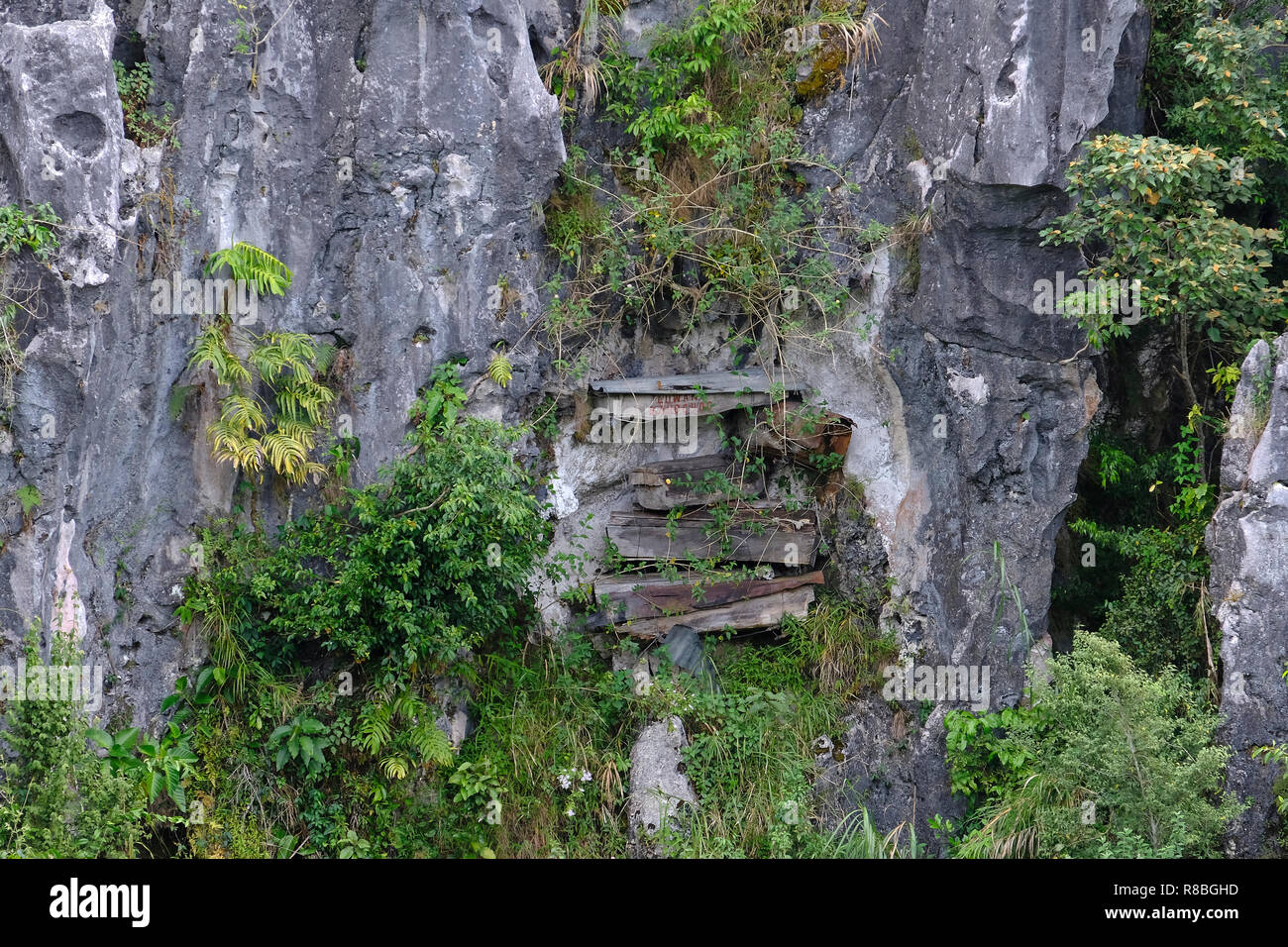 Vue sur la vallée d'écho de cercueils suspendus qui sont des cercueils en pin, quelques centaines d'années, la pendaison de la haute vallée de l'écho des falaises dans Sagada. La pratique funéraire Igorots unique des douanes les morts sont enterrés dans des cercueils lié ou cloué sur les falaises. Sagada Mountain Province Cordillera, l'île de Luzon aux Philippines Banque D'Images