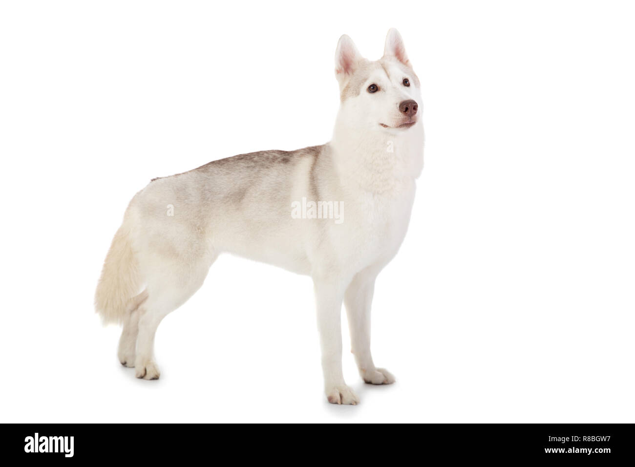 Portrait de gorgeous siberian husky isolé sur fond blanc Banque D'Images