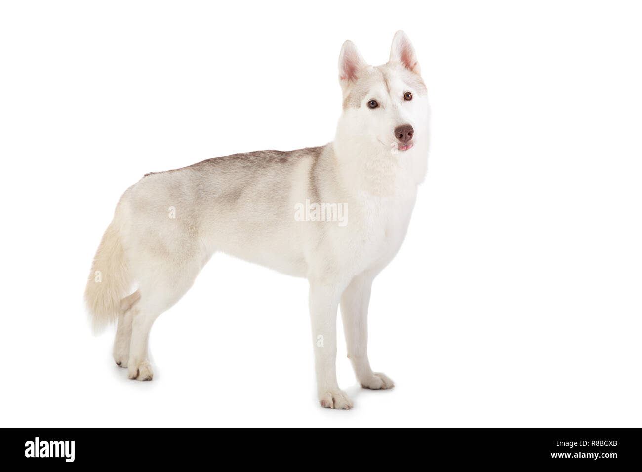 Portrait de gorgeous siberian husky looking at camera Banque D'Images
