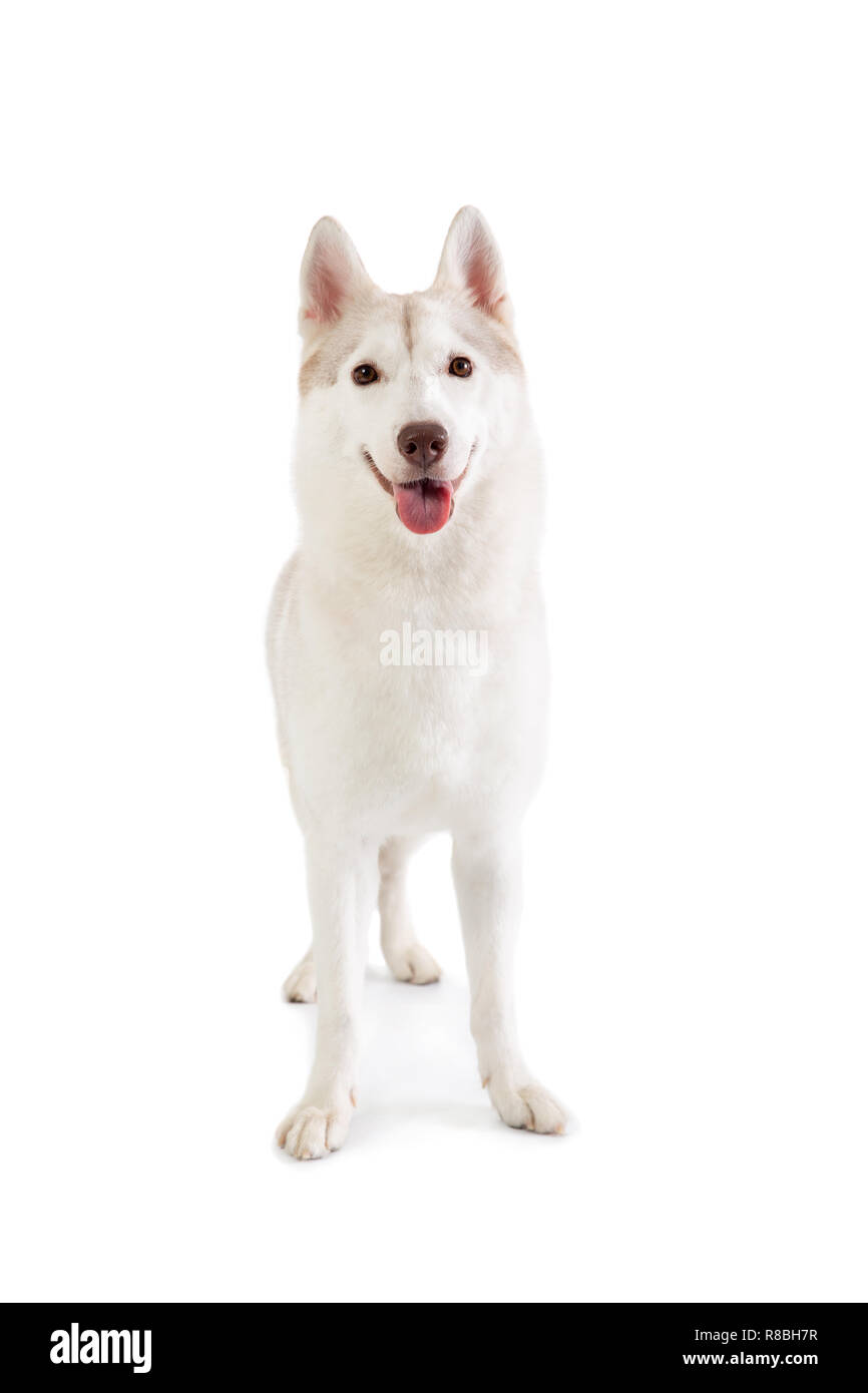 Portrait de gorgeous siberian husky looking at camera Banque D'Images