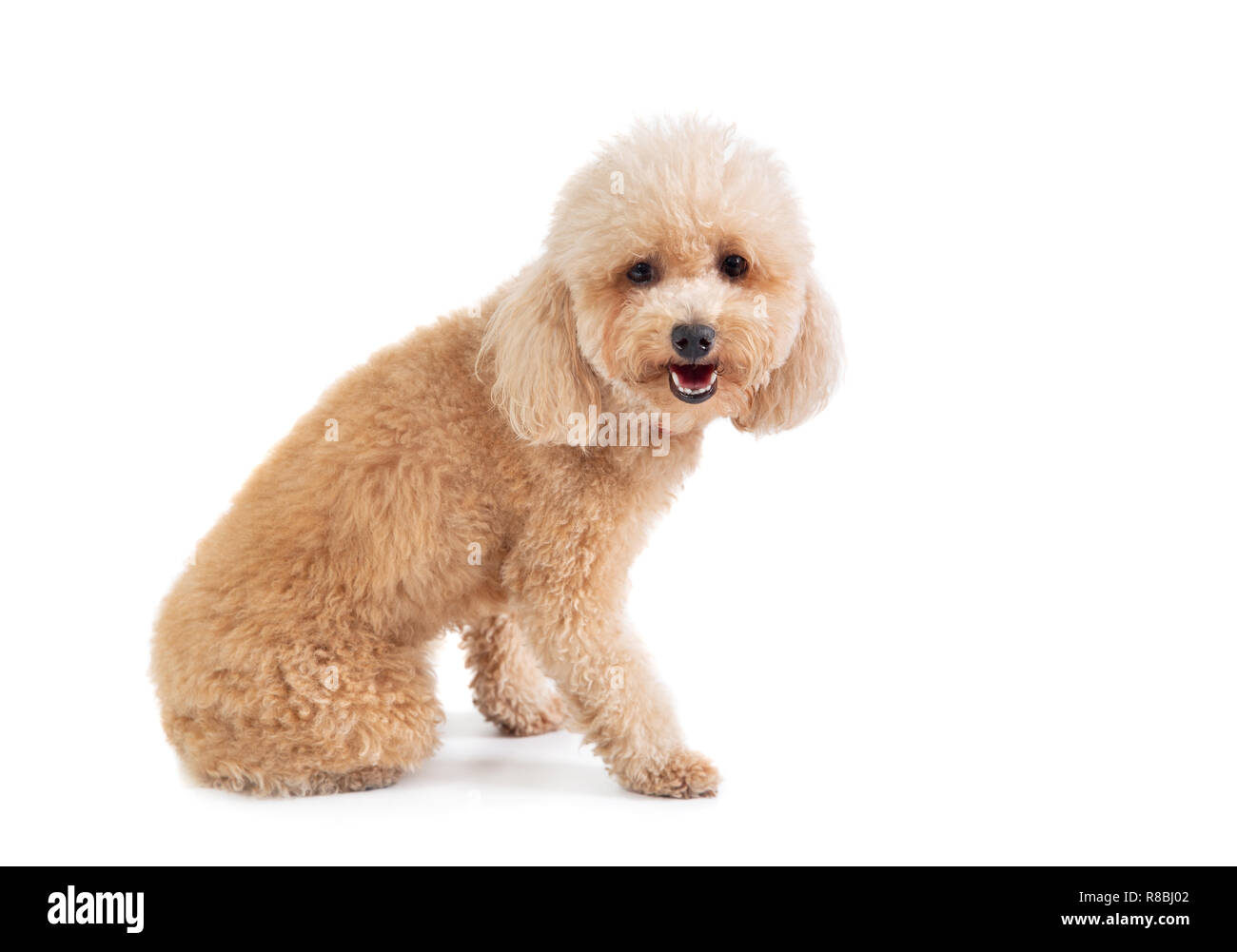 Portrait of cute Caniche à poil bouclé looking at camera isolé sur fond  blanc Photo Stock - Alamy