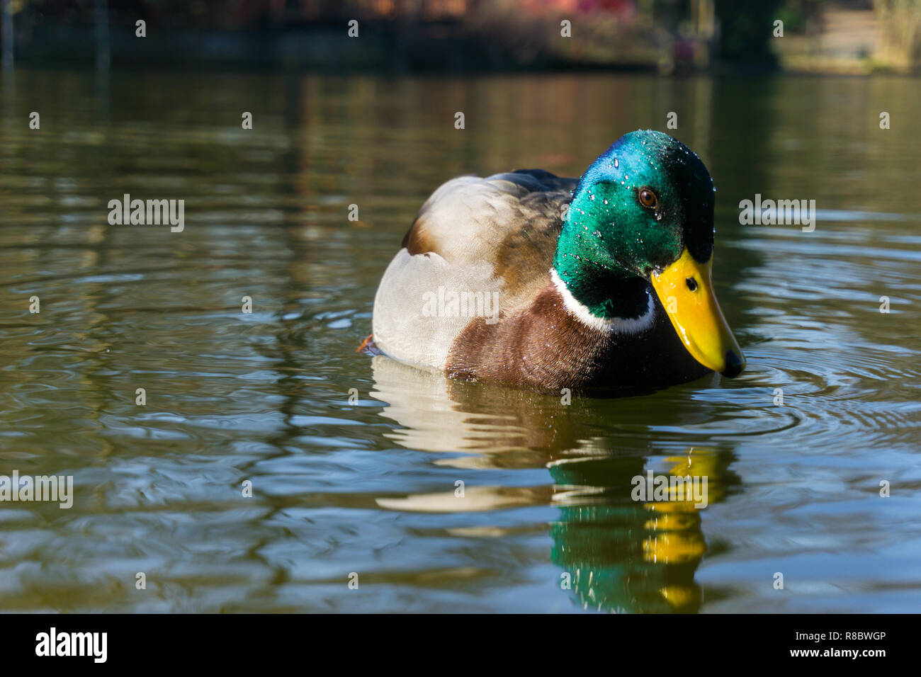 Close-up of a natation homme Canard colvert (Anas platyrhynchos). Banque D'Images