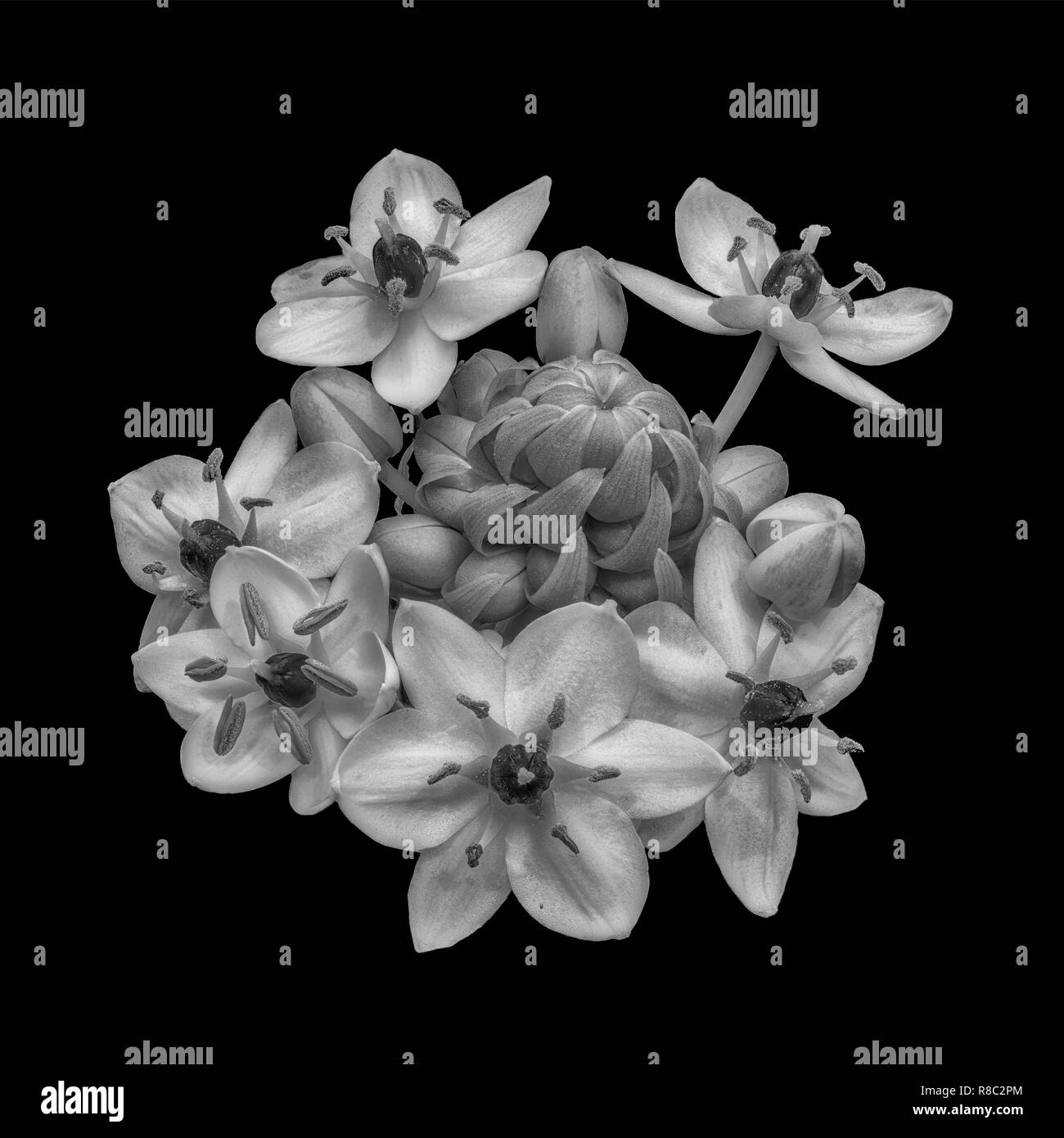 Fine art nature morte noir et blanc monochrome macro floral d'un cluster / cercle de Star-de-Bethléem / ornithogalum de fleurs sur fond noir retour Banque D'Images