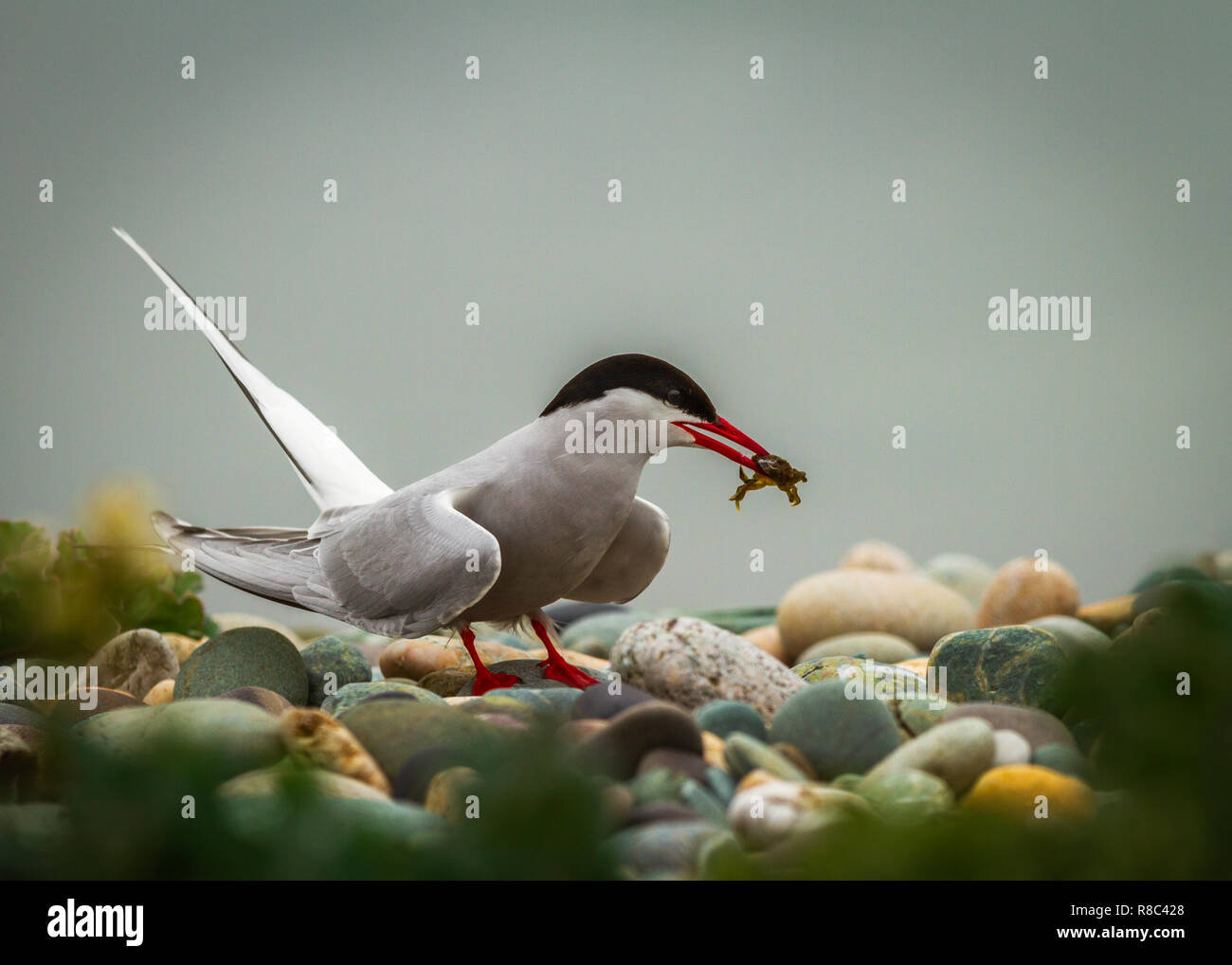 Sterne arctique (Sterna paradisaea) est une sterne dans la famille Laridae Banque D'Images