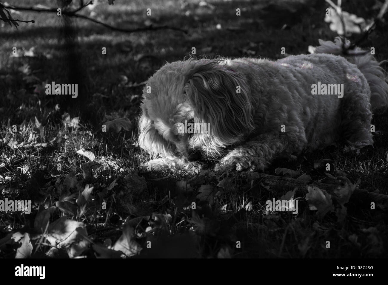 Une image en noir et blanc d'un Cavachon chien (Canis lupus familiaris) à mâcher sur un bâton dans l'ombre d'un fourré. Banque D'Images