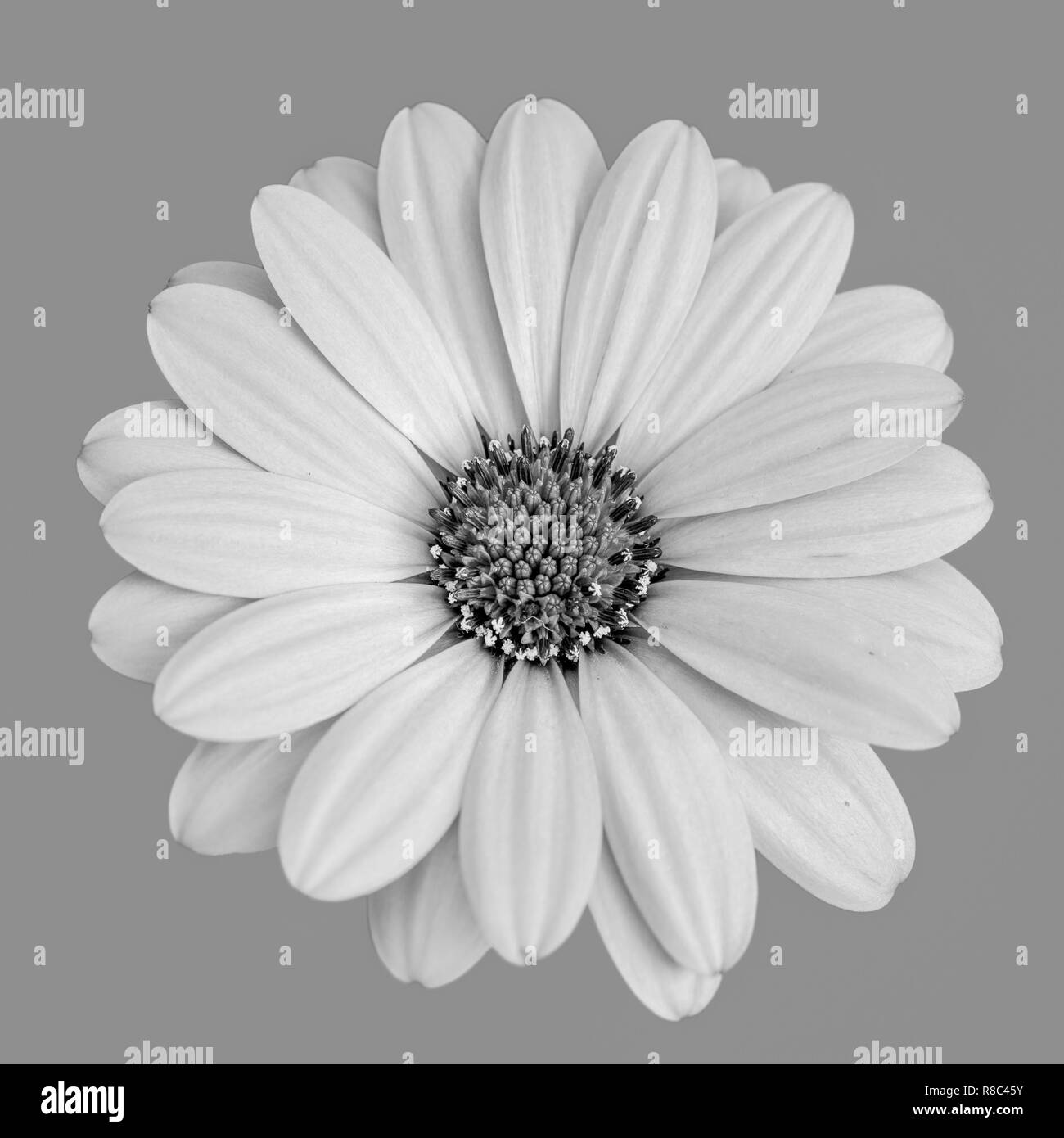 Fine art nature morte noir et blanc monochrome image macro fleur d'un seul grand ouvert isolé d'Afrique en fleurs / cape daisy / marguerite blossom Banque D'Images