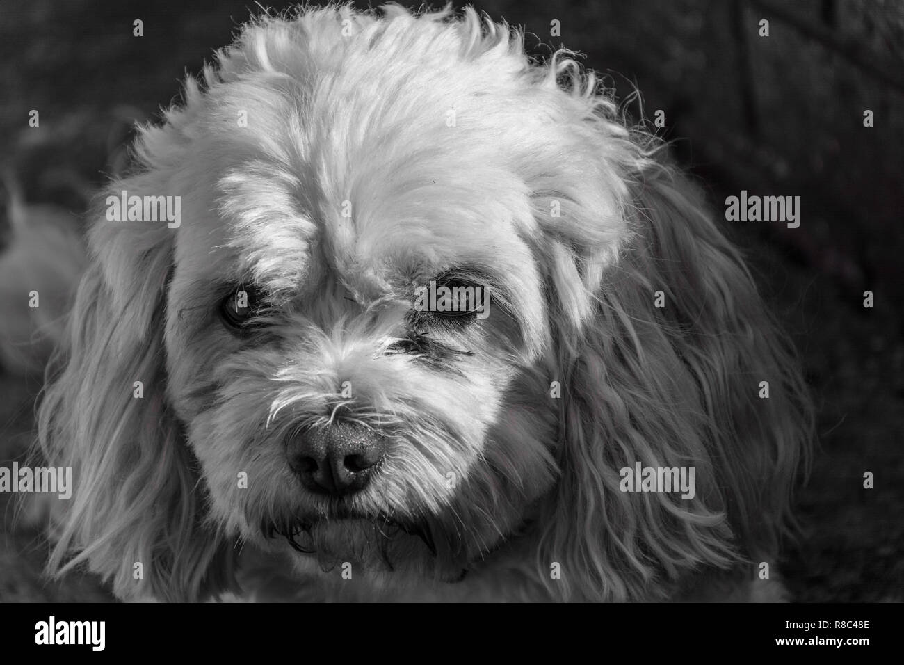 Le noir et blanc portrait of a cute mais moody à Cavachon mâle chien (Canis lupus familiaris). Banque D'Images
