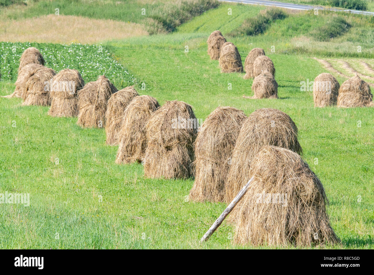 Meules de sécher au soleil dans la région de Niedzica, Malopolskie, Pologne. Banque D'Images