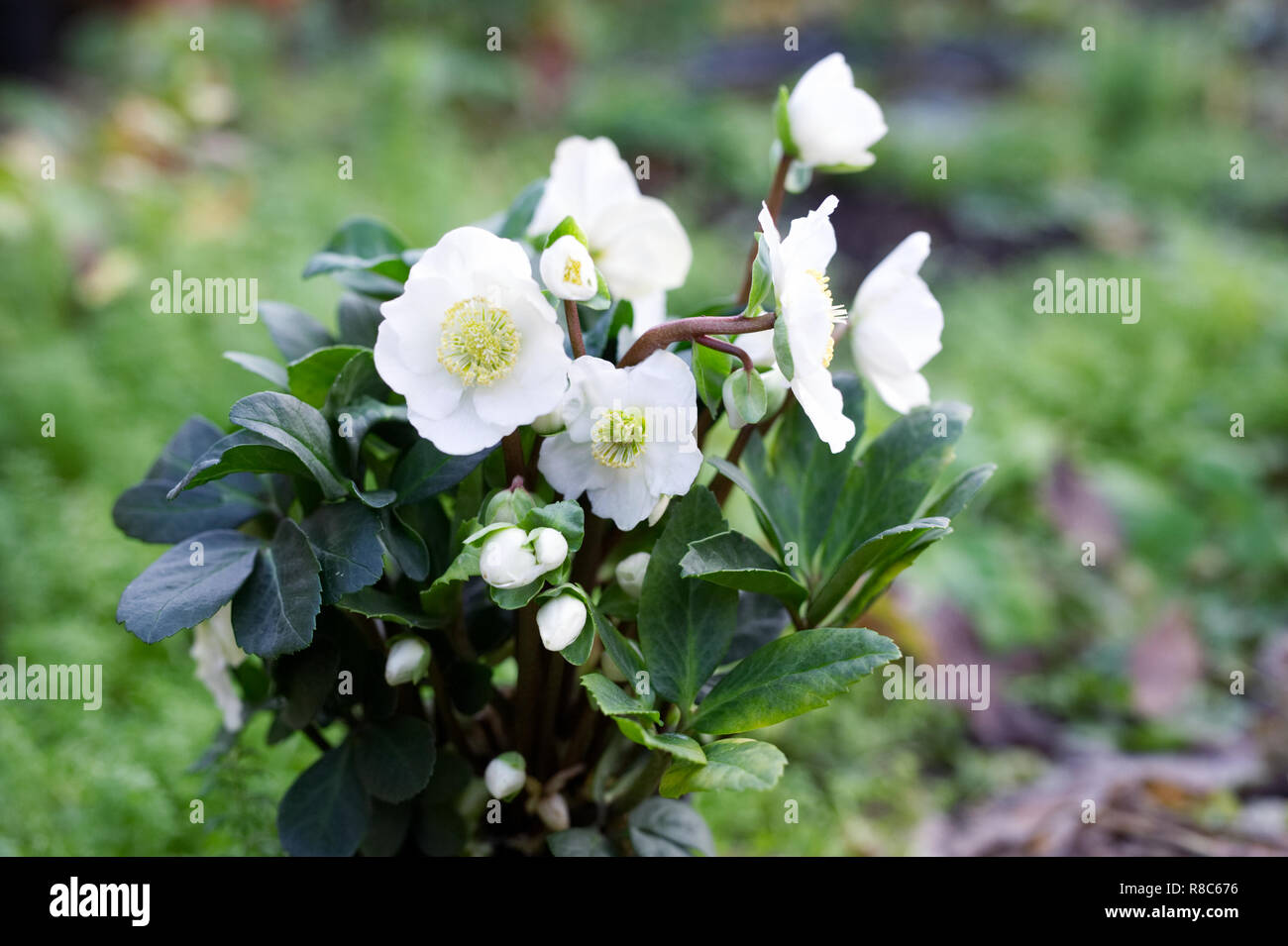 Helleborus niger 'Christmas Carol' fleurs. Banque D'Images