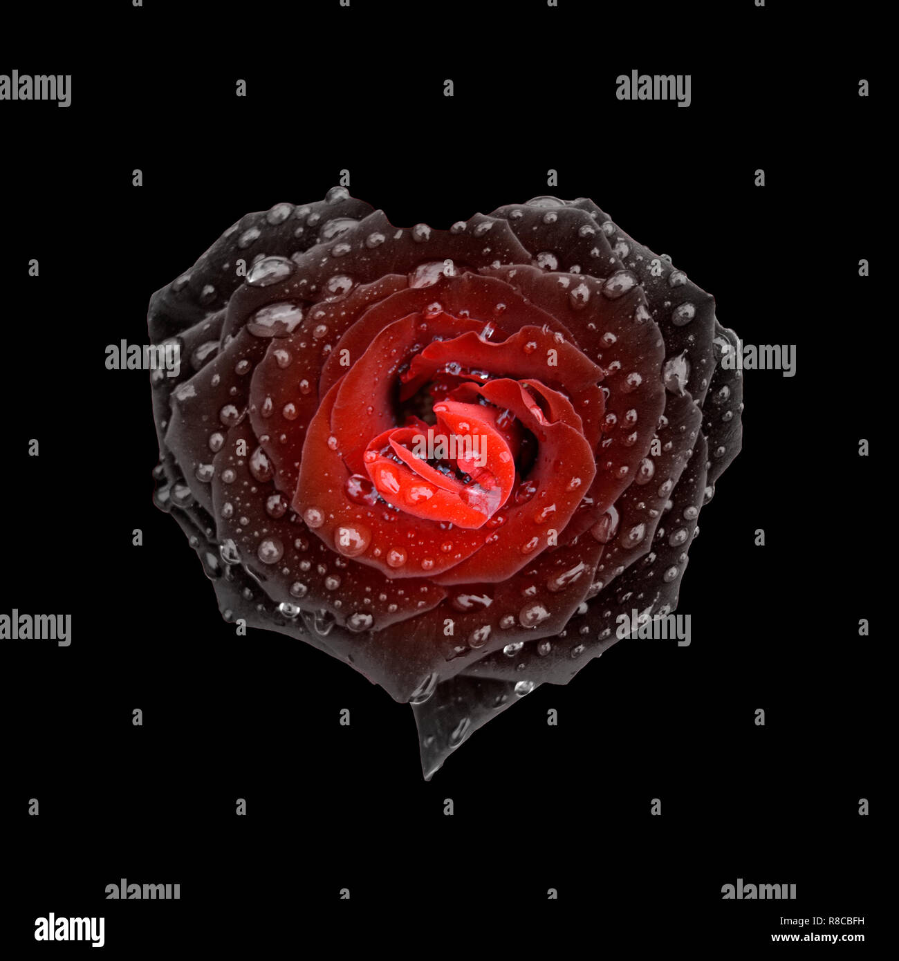 Rose rouge et noir en forme de coeur avec gouttes de pluie isolated on black Banque D'Images