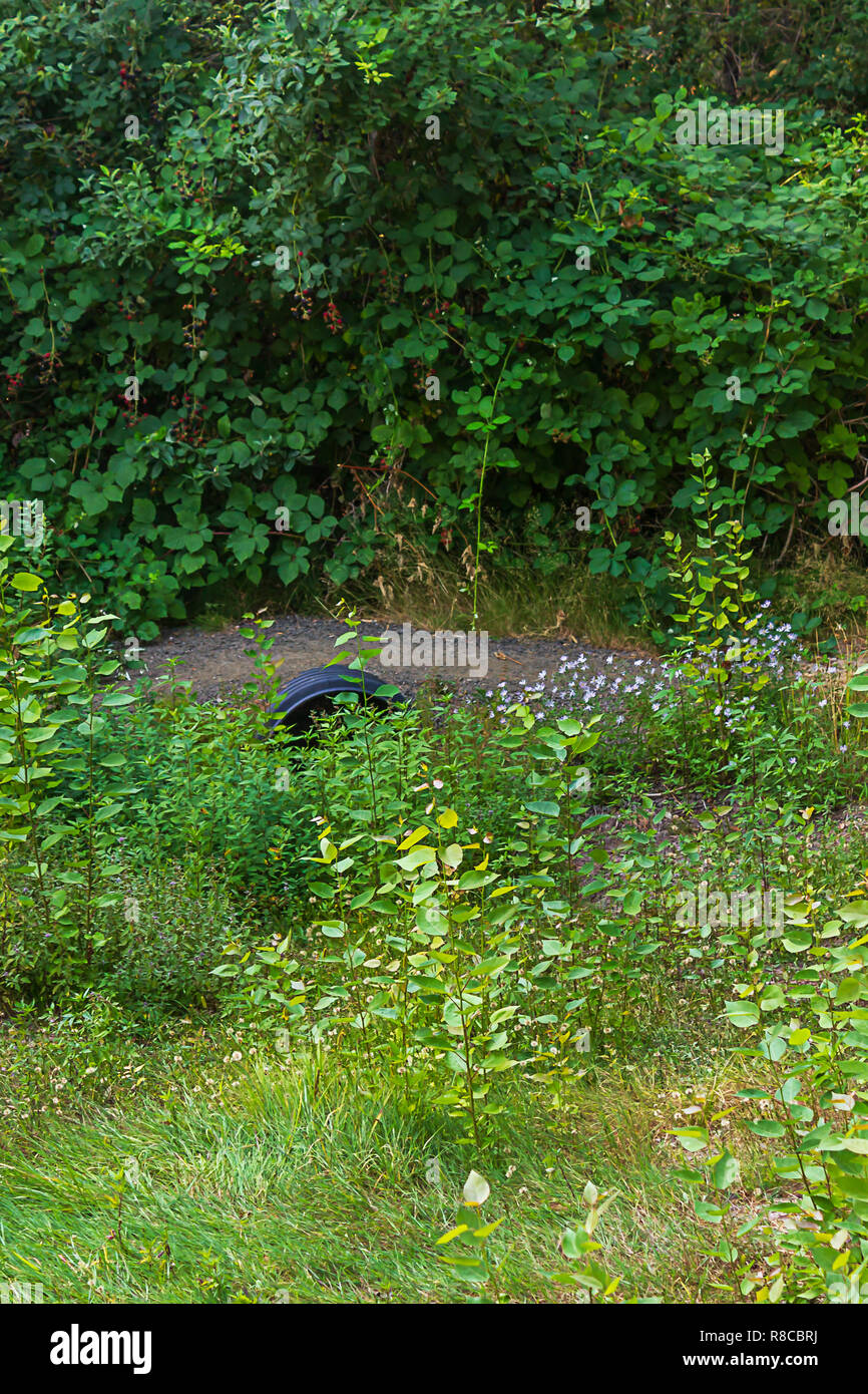 Fait de caoutchouc des pneus vertical sur une voûte avec mauvaises herbes envahi par des ponceaux Banque D'Images