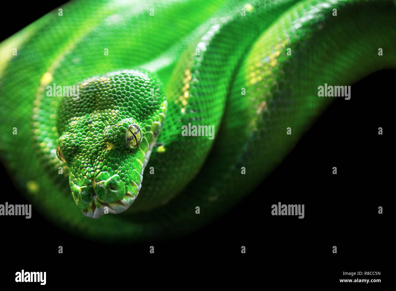 Green Tree python avec la texture de la peau et yeux jaunes sur fond noir. Puissant, vert, le zoo, le vivarium concept. Banque D'Images