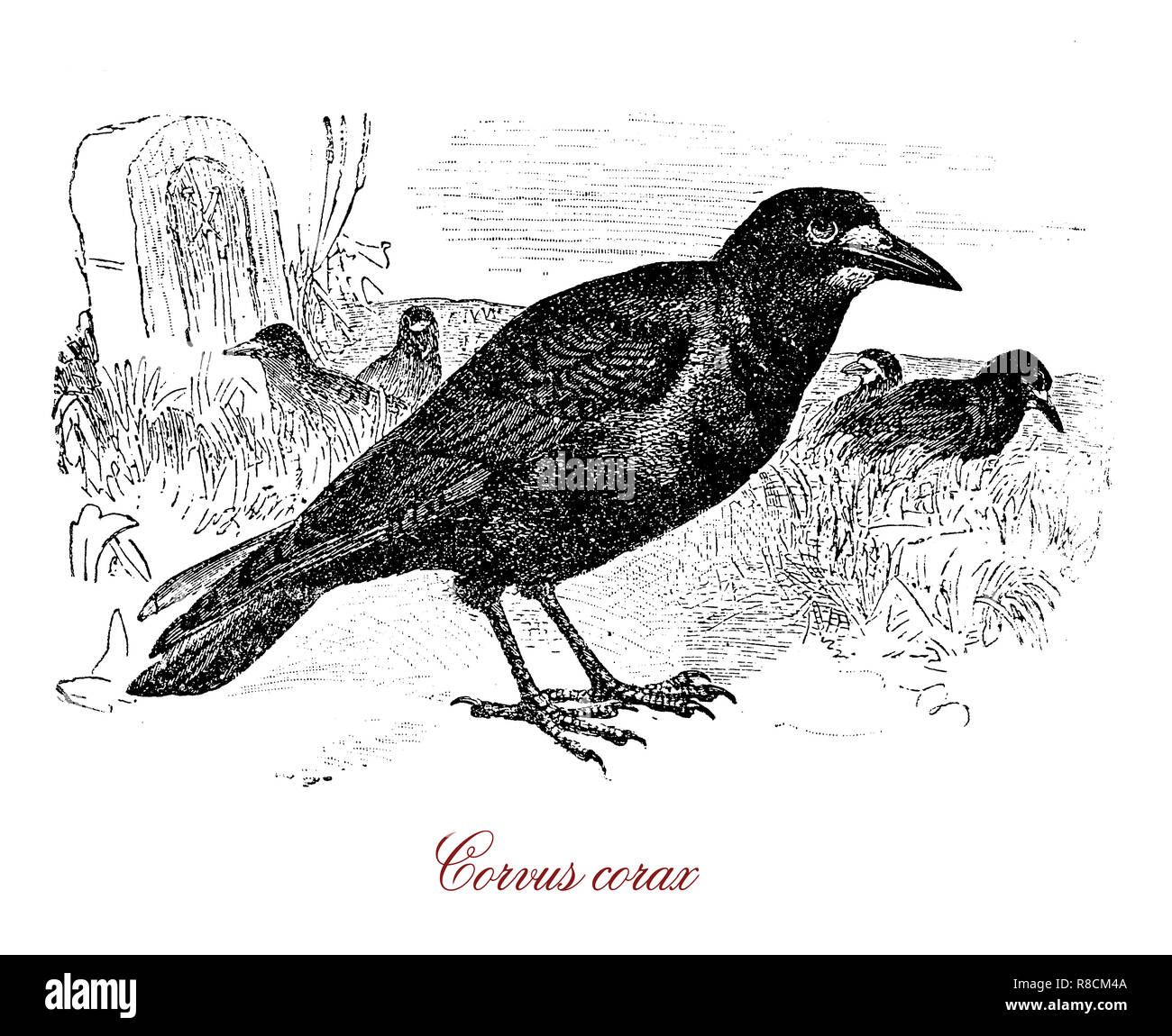 Vintage gravure de grand corbeau, gros tout-noir oiseau omnivore,intelligent inhabituellement vit jusqu'à 21 ans dans la nature Banque D'Images
