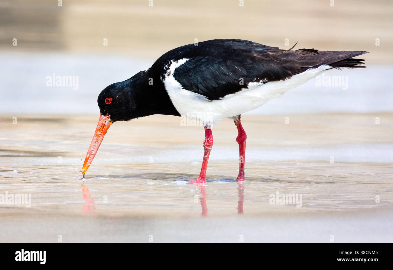 L'huîtrier pie Haematopus longirostris australienne se nourrir sur la plage de l'anse de l'éléphant dans le sud-ouest de l'Australie Banque D'Images