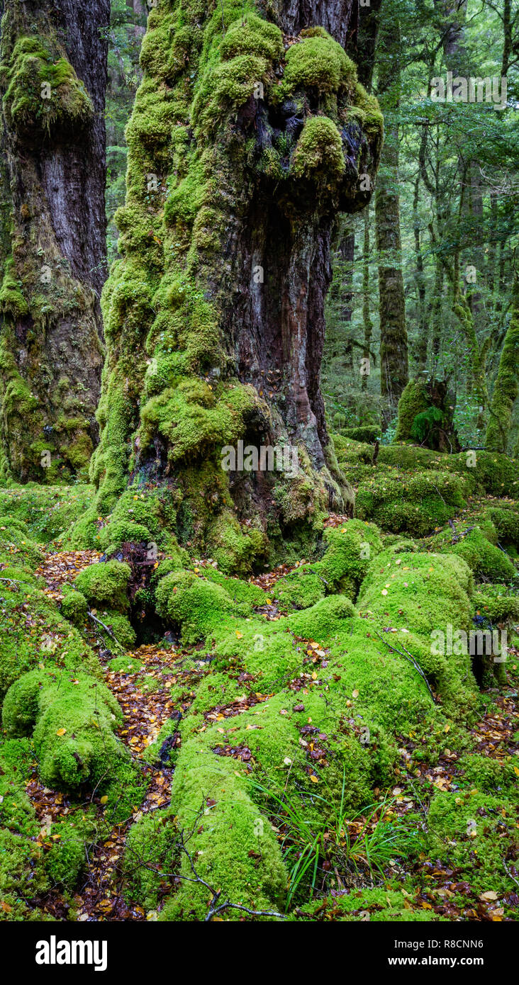Les troncs des arbres couverts de mousse d'une grande hauteur dans la forêt tempérée humide constamment de la Nouvelle-Zélande Île du Sud's Fjordland Banque D'Images