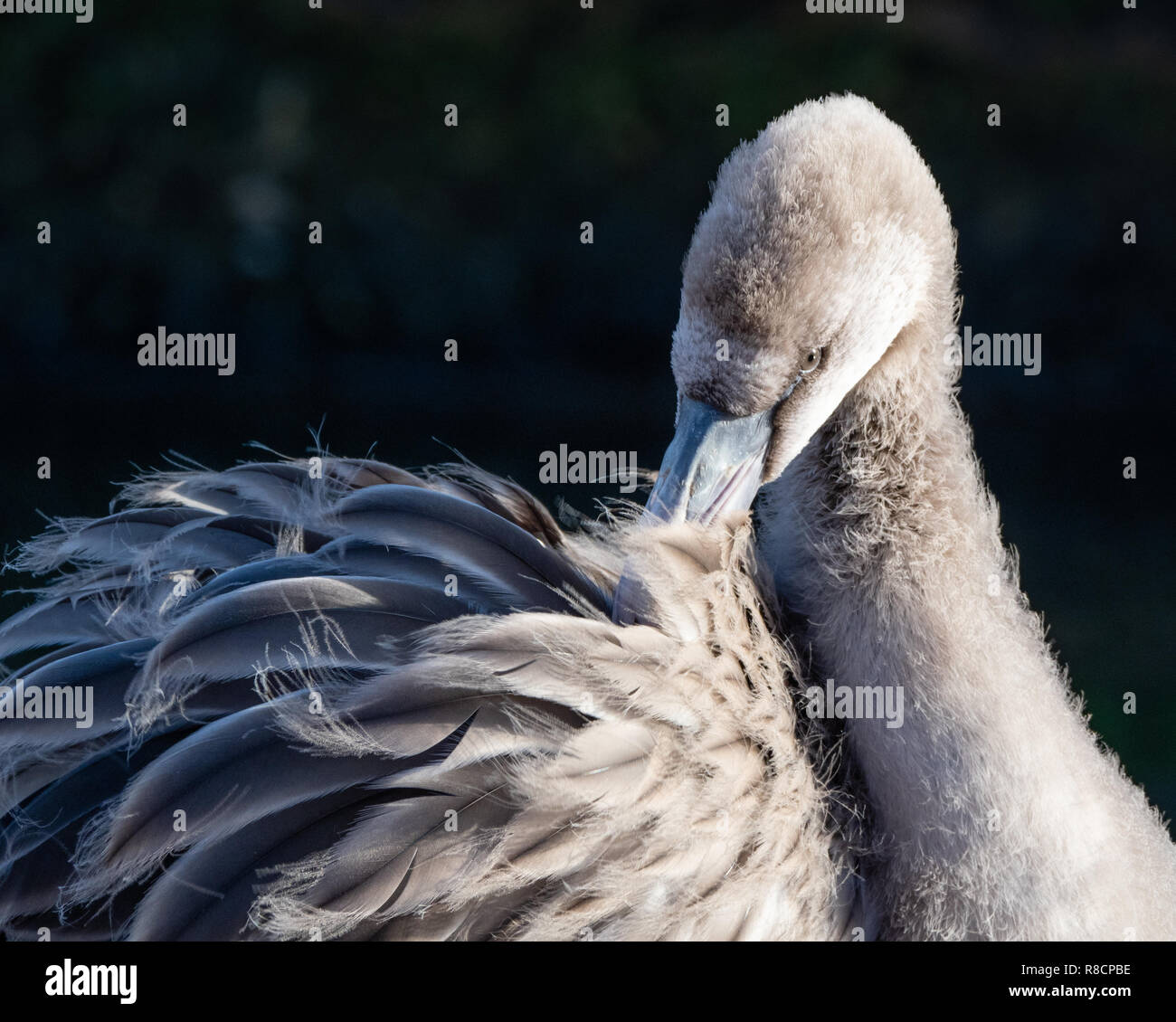 Flamant rose juvénile se lissant ses plumes grises - La faune et les milieux humides Slimbridge Center Gloucestershire UK Banque D'Images