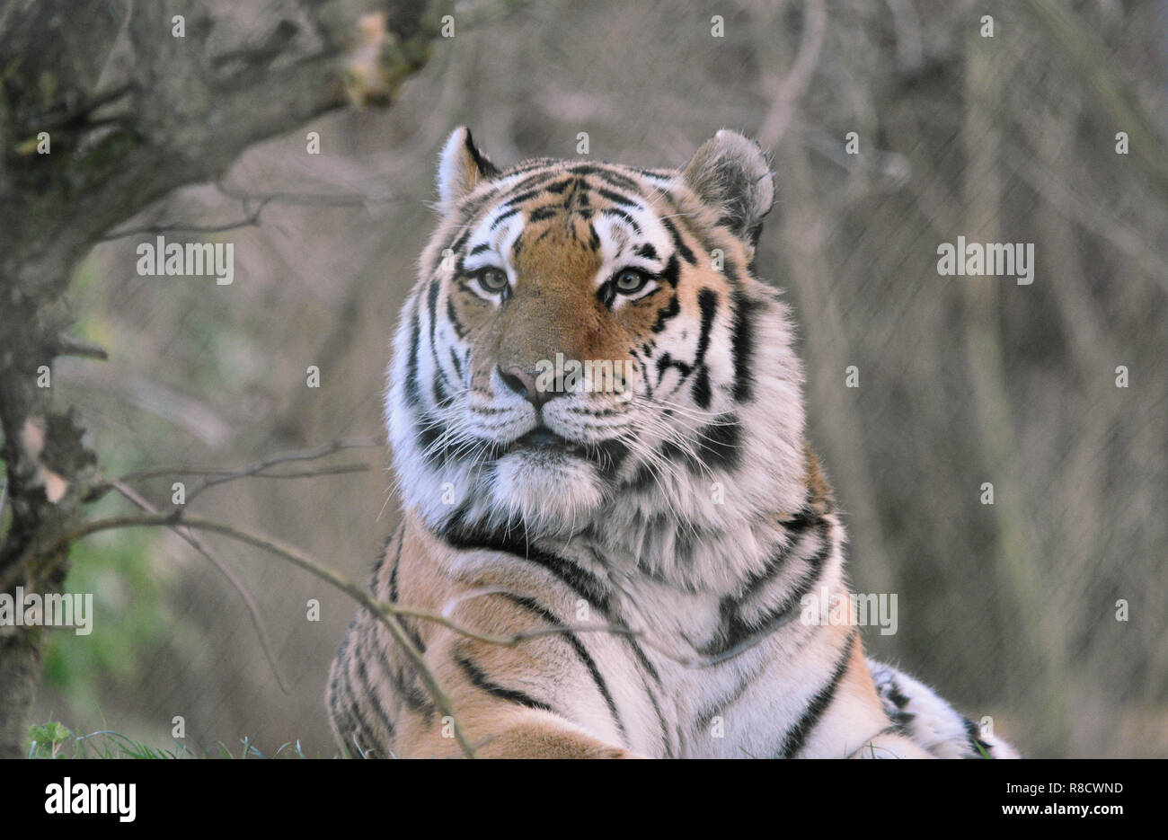 Tigre de Sibérie Banque D'Images