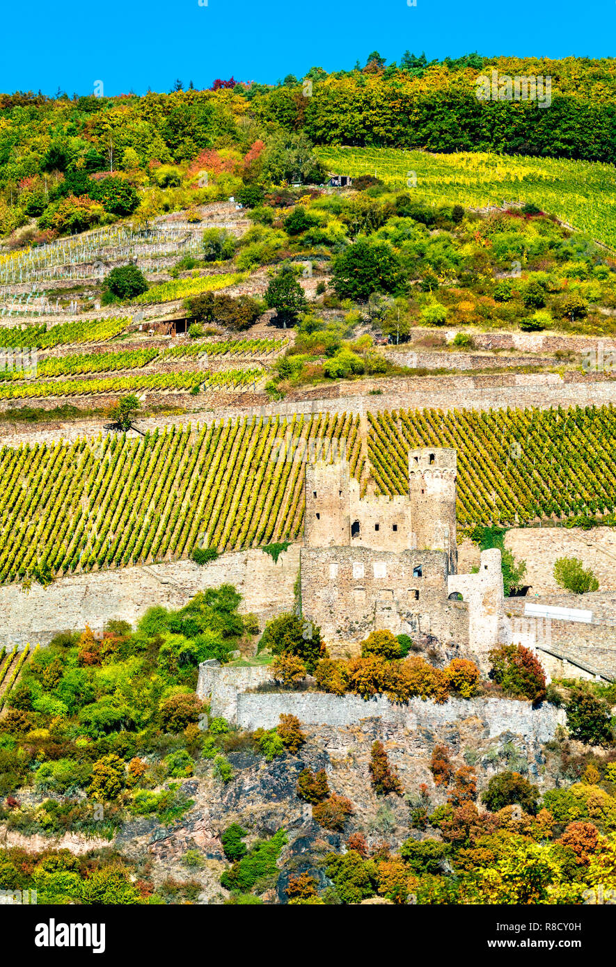 Le Château d'Ehrenfels de vignes en automne. Les gorges du Rhin, Allemagne Banque D'Images