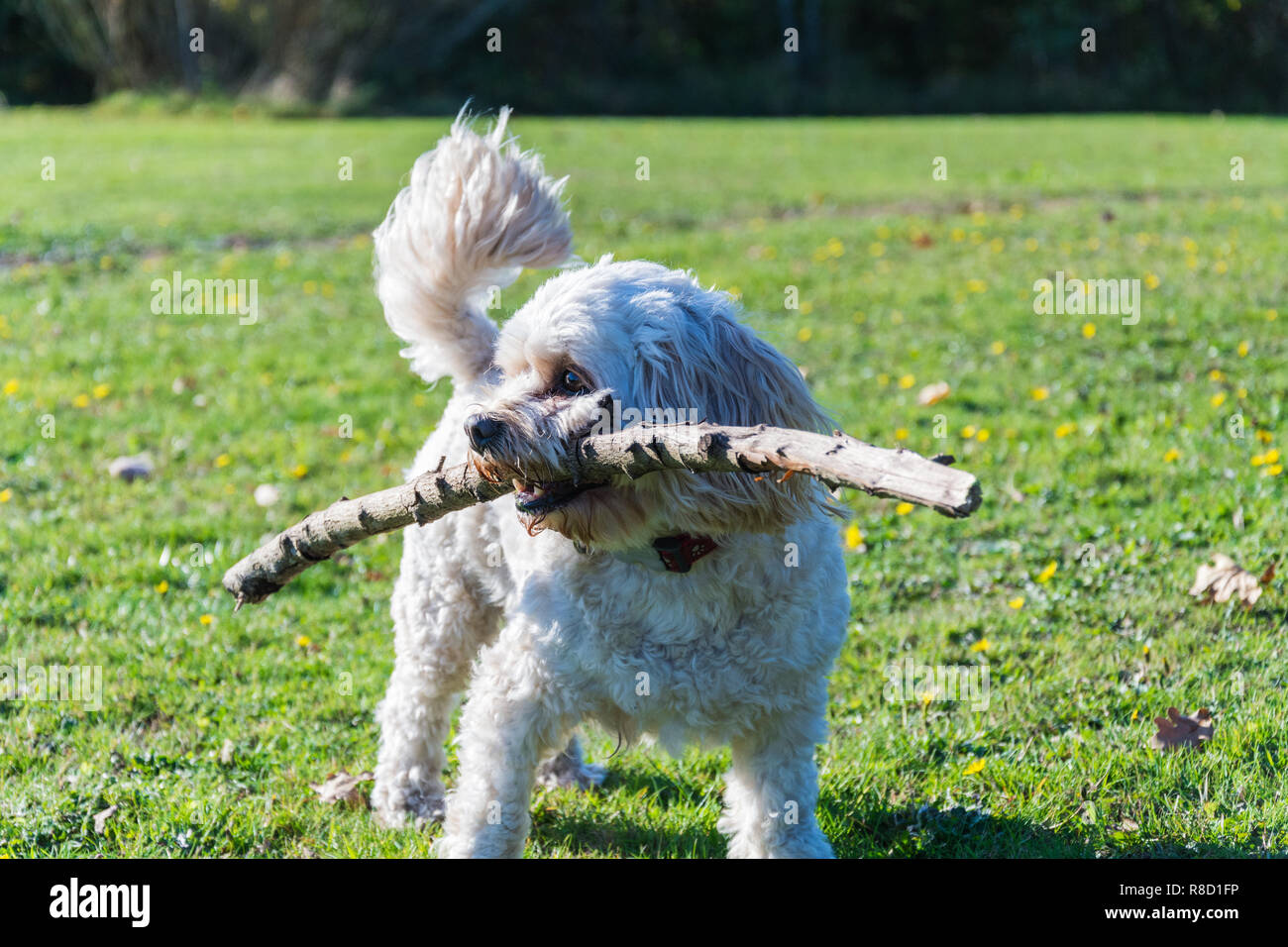 Un homme Cavachon chien (Canis lupus familiaris) tenant un bâton en jouant à l'extérieur à la Severn Valley Country Park à Alveley, Shropshire, au Royaume-Uni. Banque D'Images