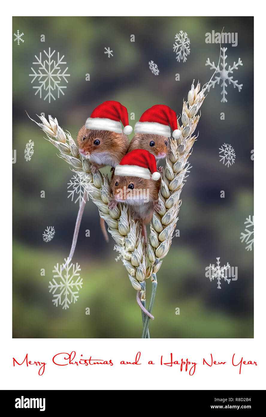 Souris avec Santa hats et carte de Noël flocons de couvrir Banque D'Images