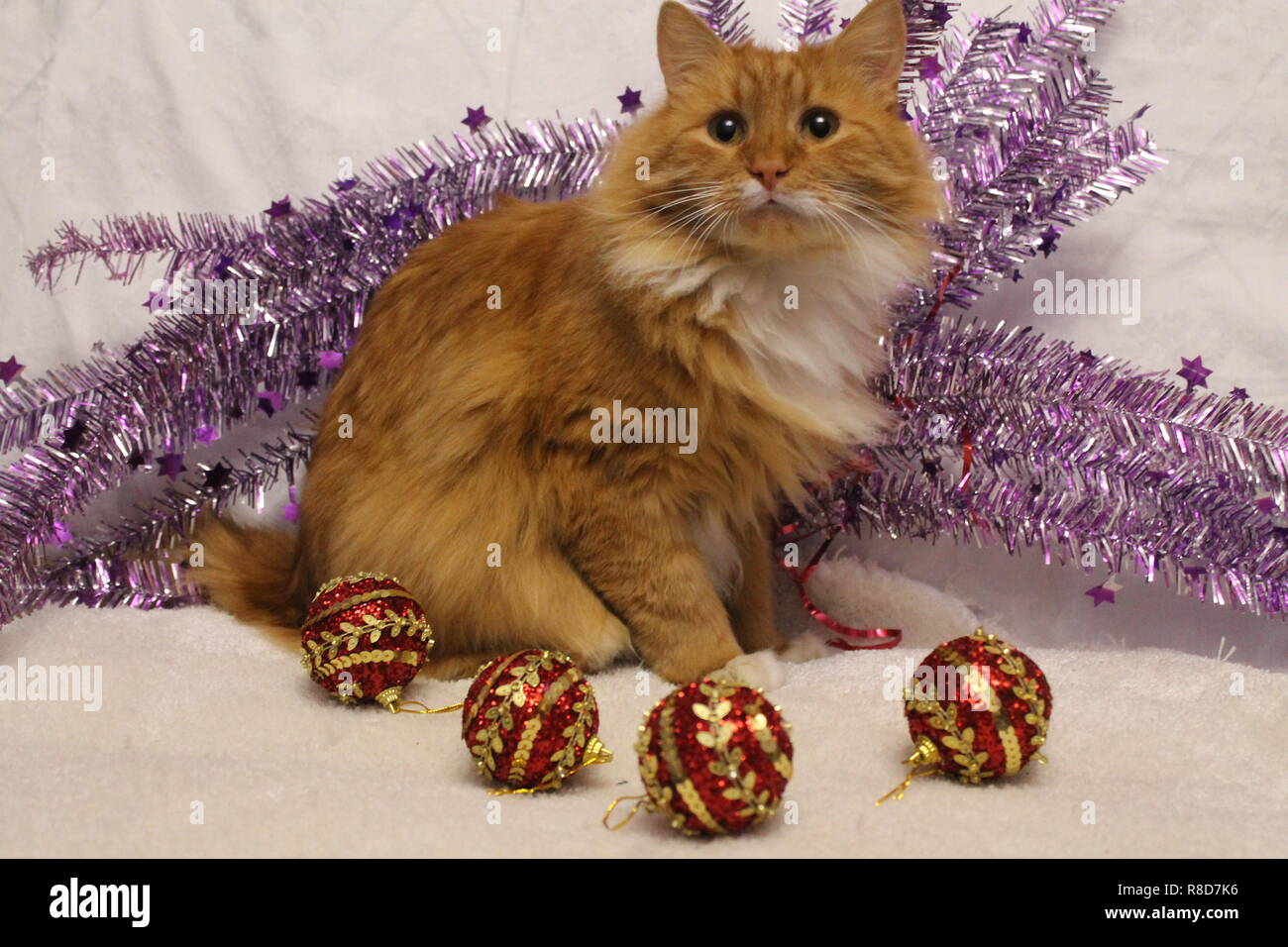 Couleur orange vif fluffy cat en décoration de Noël se préparer à célébrer les vacances d'hiver Banque D'Images