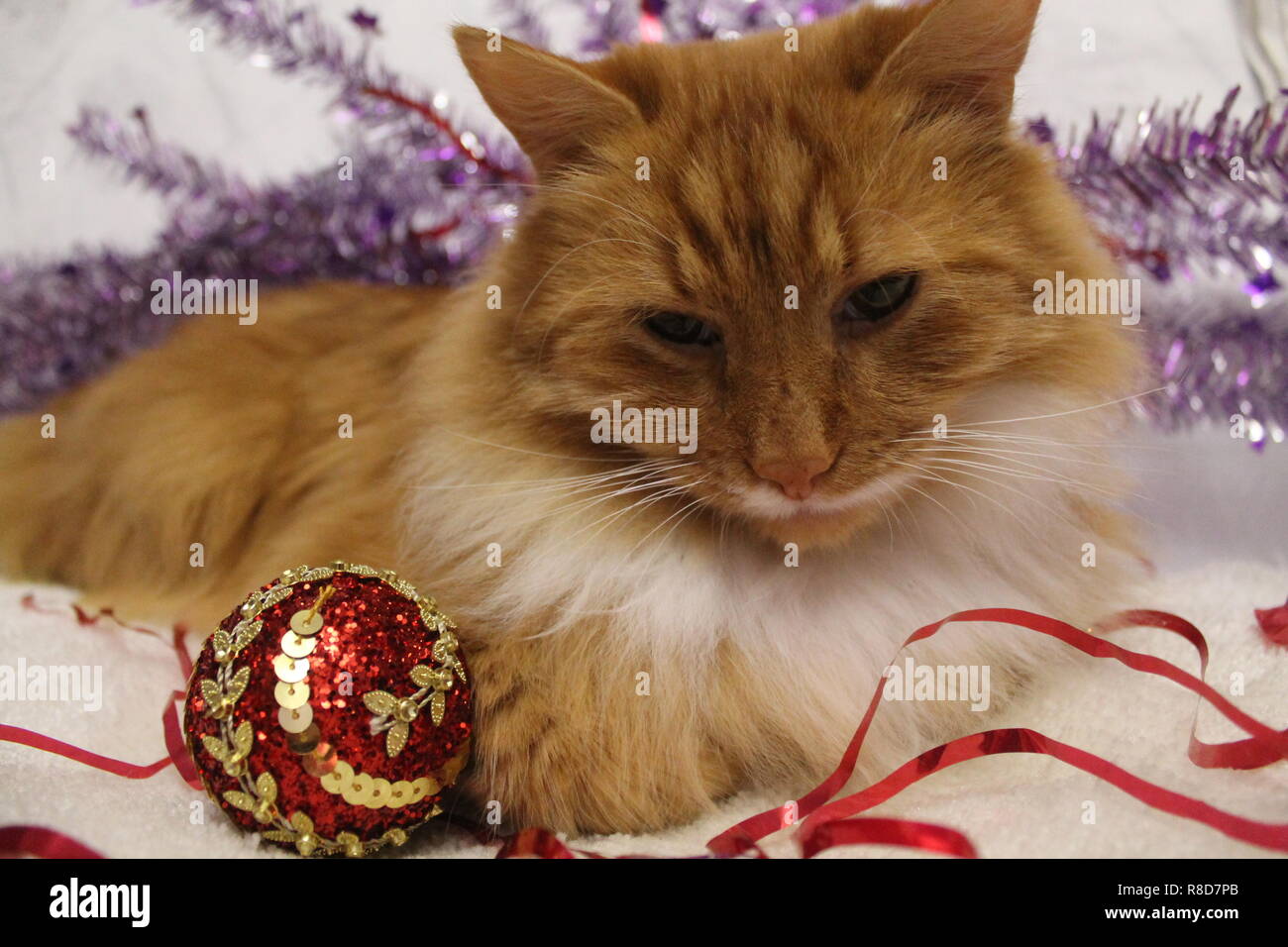 Couleur orange vif fluffy cat en décoration de Noël se préparer à célébrer les vacances d'hiver Banque D'Images