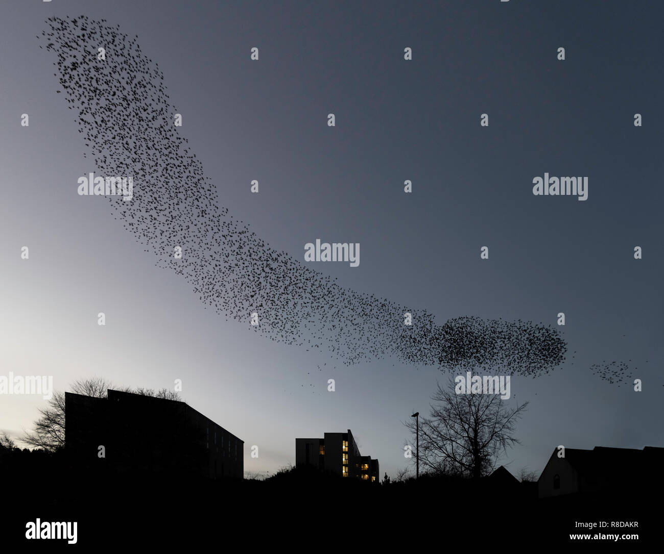 Starling Murmuration, Galashiels, Ecosse Banque D'Images