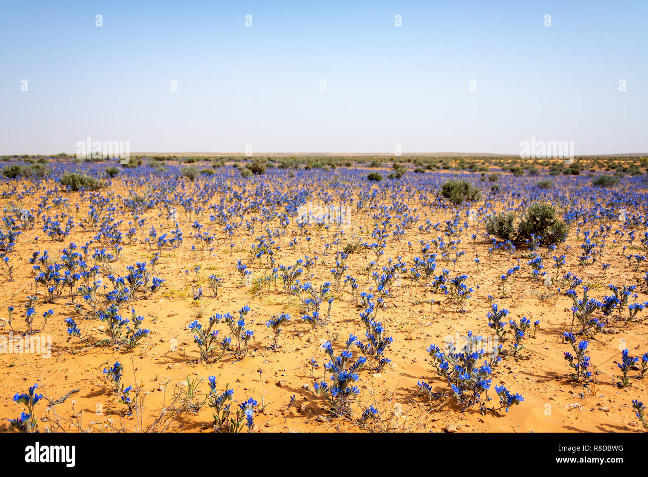 Fleur Du Desert