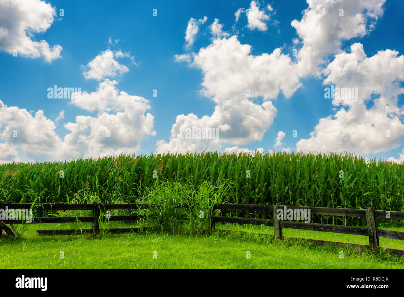 Une scène de paysage du pays un champ de maïs et de clôture en bois sous ciel nuageux en milieu rural à l'ouest de la Virginie. Banque D'Images