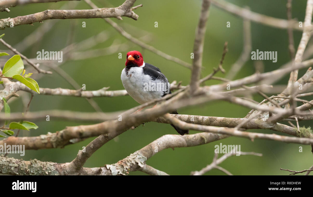 Cavalaria (Paroaria capitata) dans la faune sauvage à Pantanal, Brésil Banque D'Images