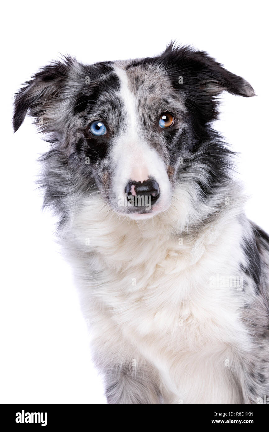 Portrait d'un border collie bleu merle devant un fond blanc Banque D'Images