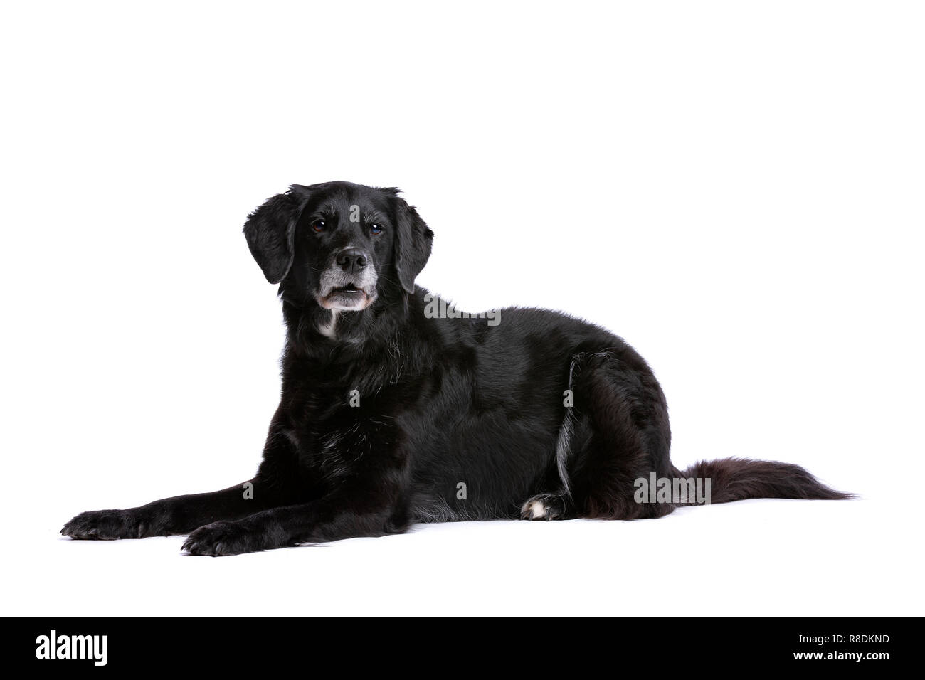 Black dog devant un fond blanc Banque D'Images
