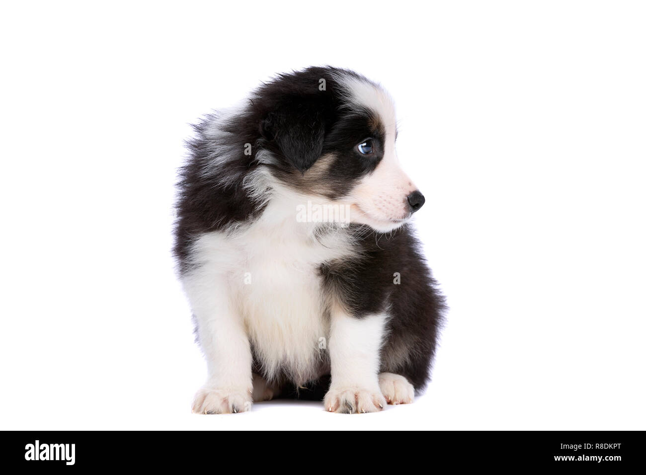 Chiot border collie devant un fond blanc Banque D'Images