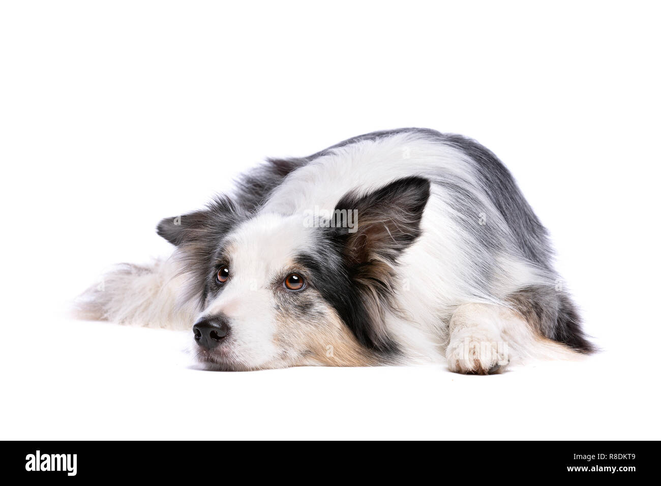 Vieux Merle border collie dog devant un fond blanc Banque D'Images