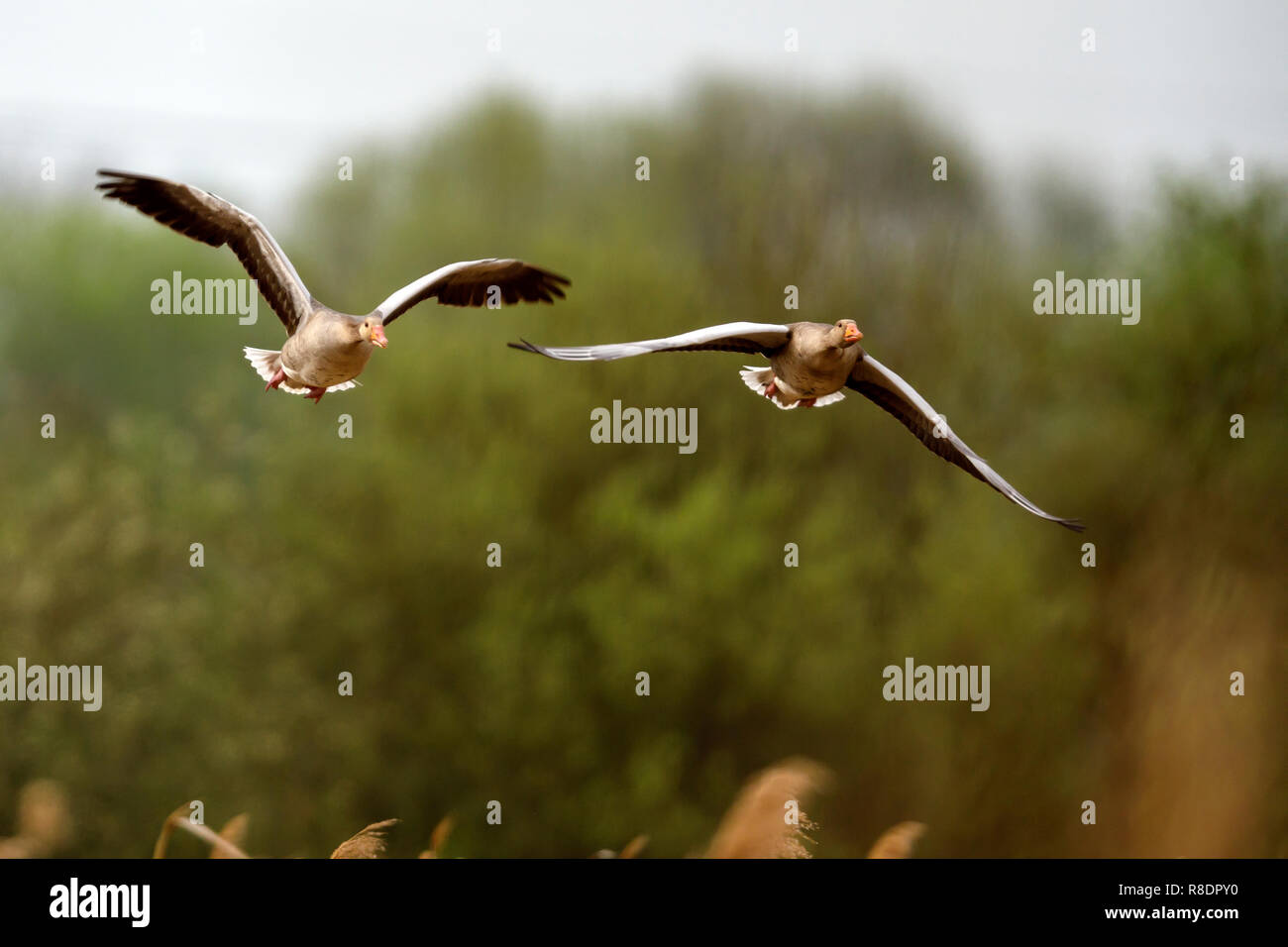Gray goose (Anser anser) est aux commandes, la faune, Allemagne Banque D'Images