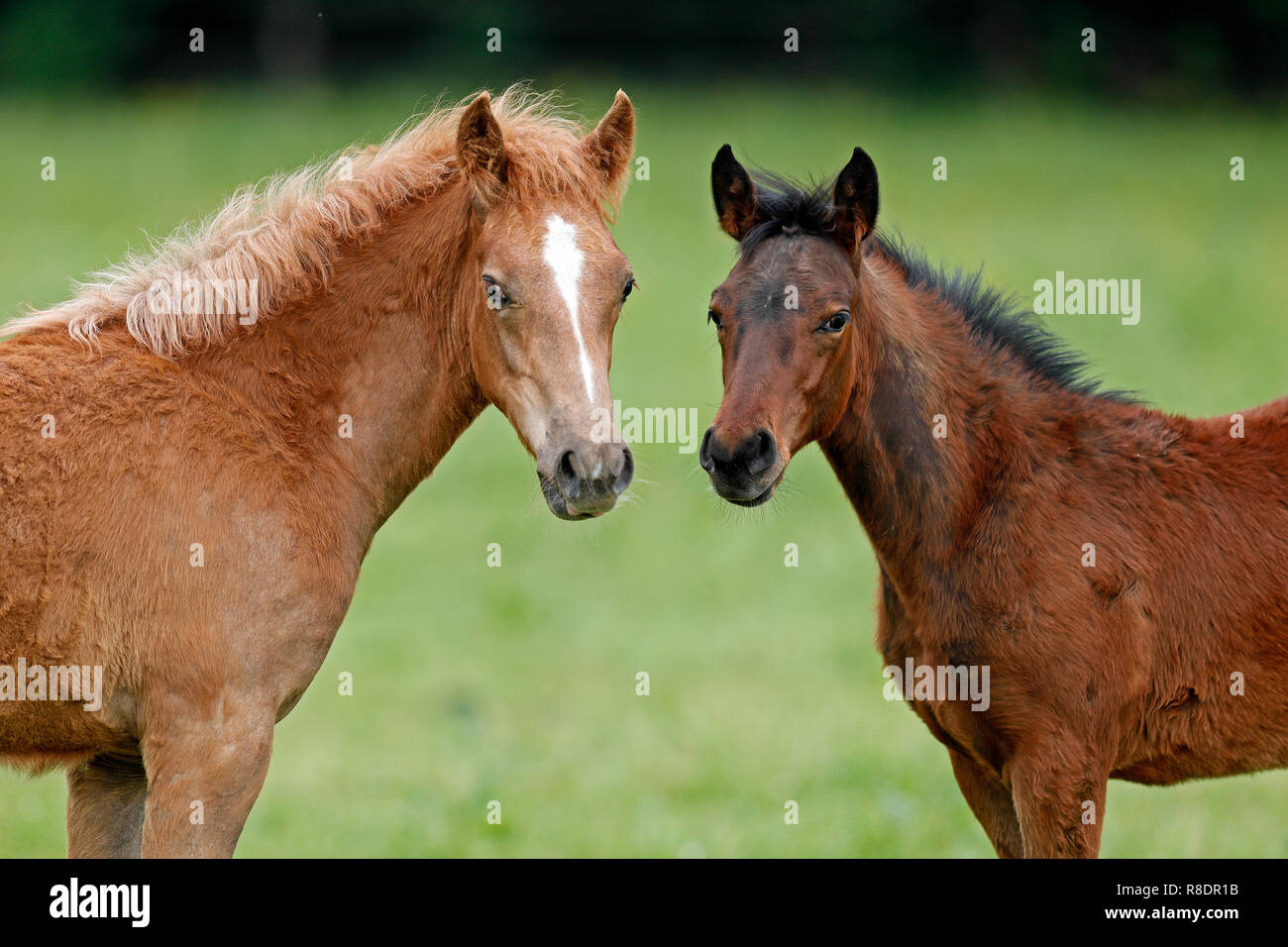 Haflinger Cheval (domestique) poulain dans un pré à leur corral, Allemagne Banque D'Images