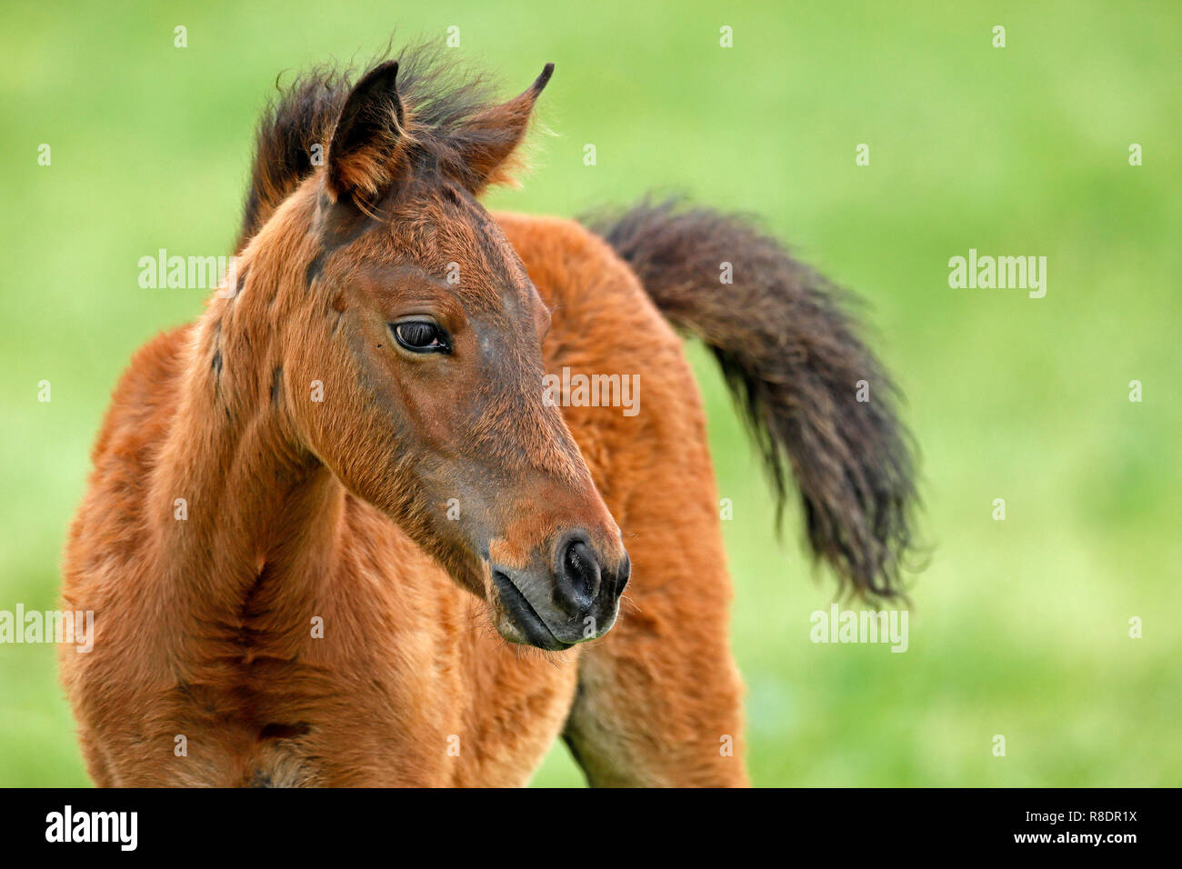 Haflinger Cheval (domestique) poulain dans un pré à leur corral, Allemagne Banque D'Images