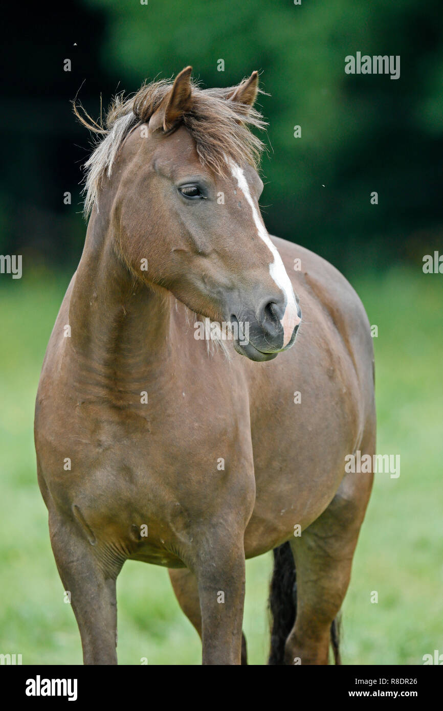 Haflinger Cheval (domestique) poulain dans un pré à leur corral, Allemagne Banque D'Images