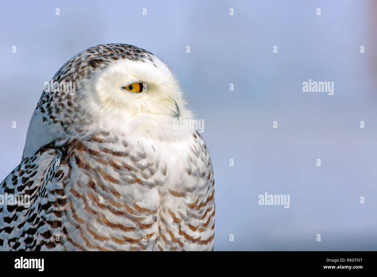 Closeup Portrait of wild Snowy Owl , contre un fond de ciel bleu. ( Nyctea scandiaca ) Banque D'Images