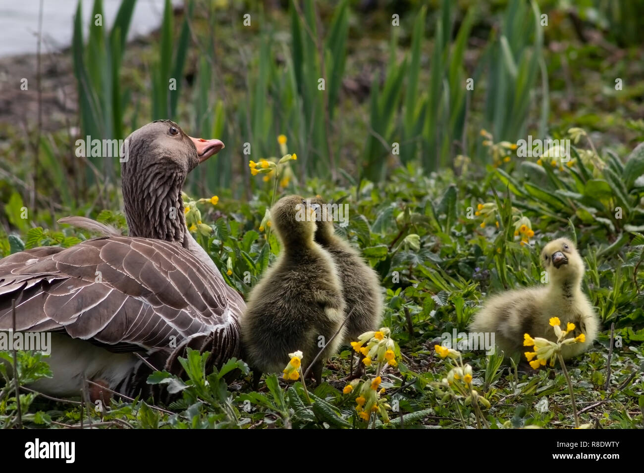 Gros Plan D Une Oie Cendree Avec Ses Oisons Tous A La Recherche Vers Le Ciel Regarder Dehors Pour Les Goelands A Pour Se Nourrir De L Oisons Photo Stock Alamy