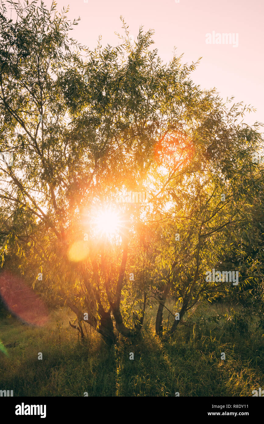 Beau Coucher de soleil lever du soleil brillant à travers les saules des branches d'arbre dans le parc d'été ensoleillé. Soleil Soleil Soleil à travers un arbre de Sallows Banque D'Images