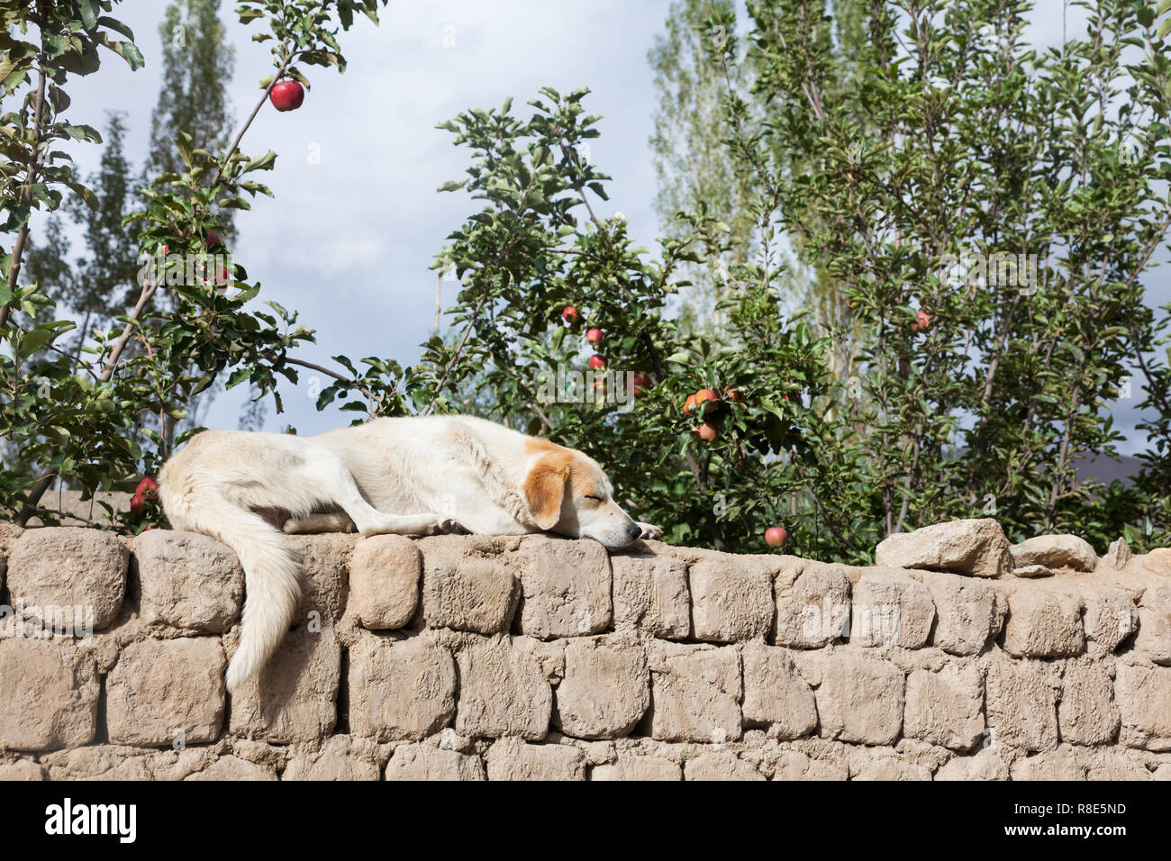 Un chien endormi sur le mur et quelques pommiers dans l'arrière-plan, Leh, Ladakh, Inde Banque D'Images