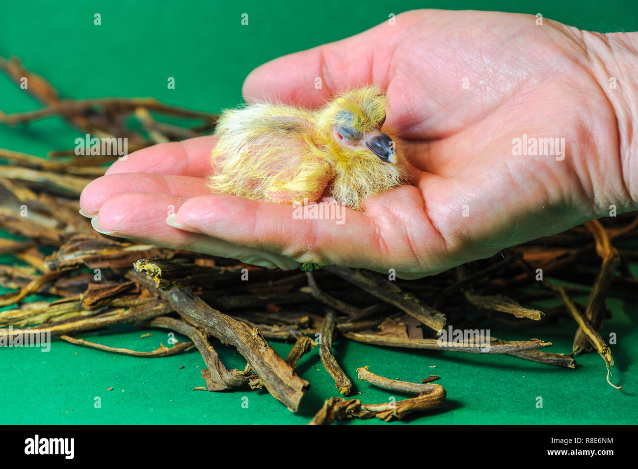 Baby Pigeon Banque D Image Et Photos Alamy Baby Pigeon Banque D Image Et Photos Alamy